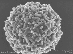 White-blood-cells-conductive-staining